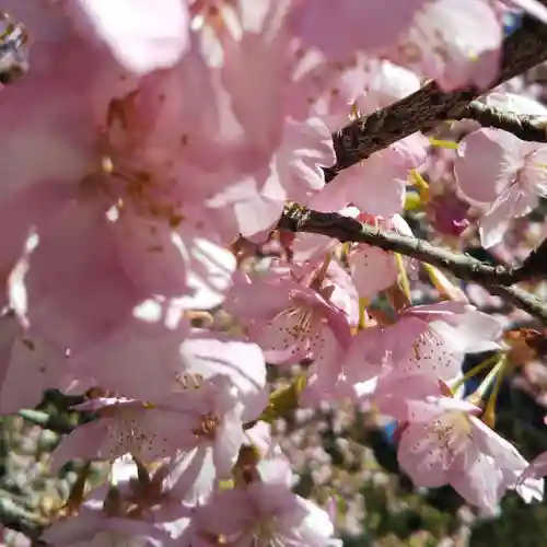 雄琴神社の自然