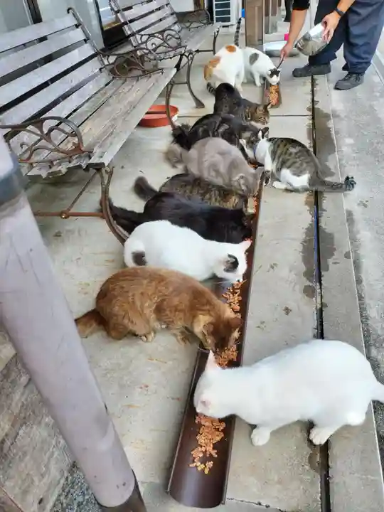 御誕生寺(猫寺)(福井県)