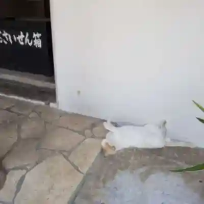 宮古神社の動物