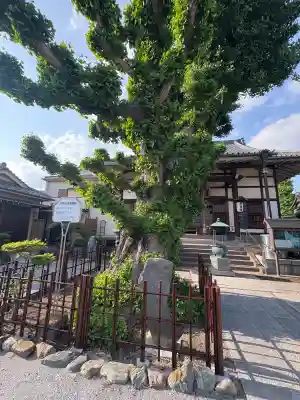東善寺の自然