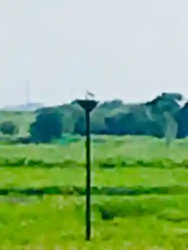 野木神社(栃木県)