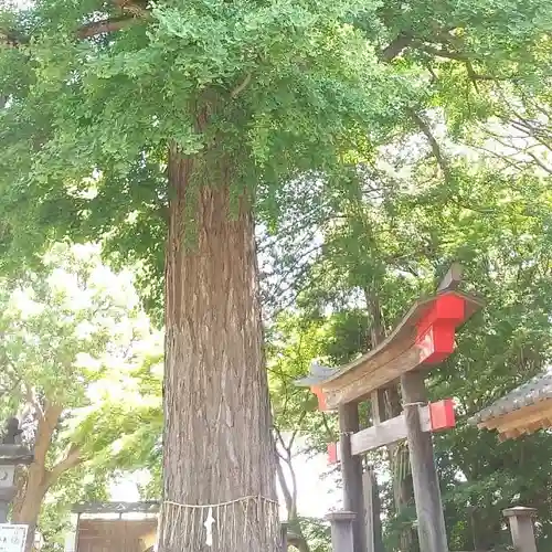 下総国三山　二宮神社の自然