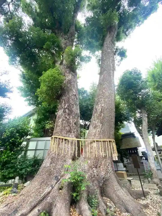 鳩ヶ谷氷川神社(埼玉県)
