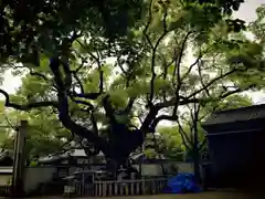 杭全神社の自然