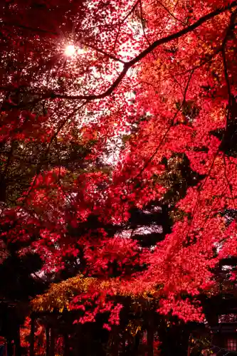 賀茂別雷神社（上賀茂神社）(京都府)