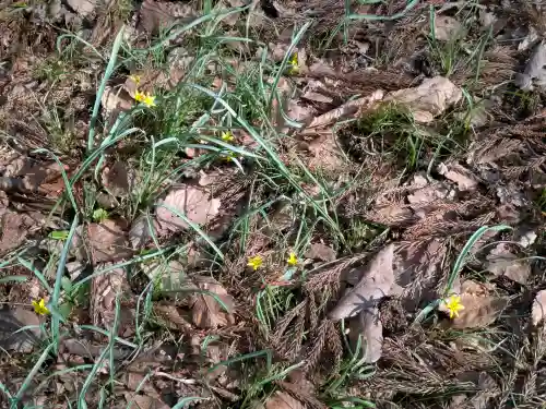 函館八幡宮の自然