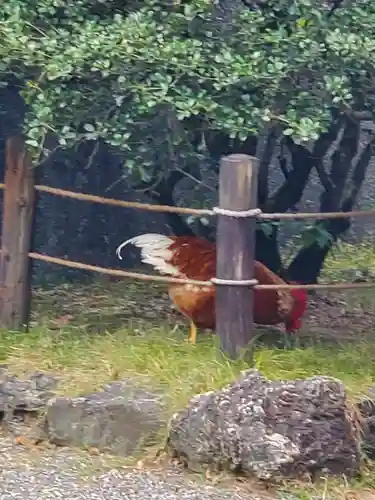 熱田神宮の動物