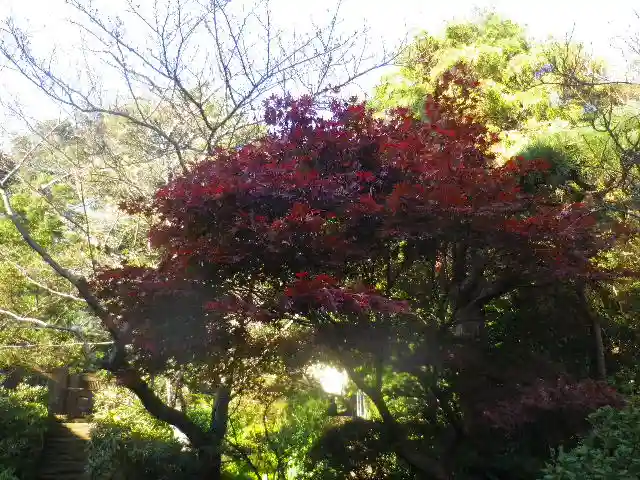 浄光明寺の自然