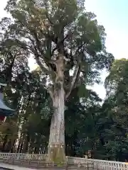 霧島神宮の自然