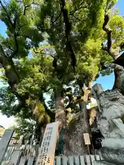 石切劔箭神社(大阪府)