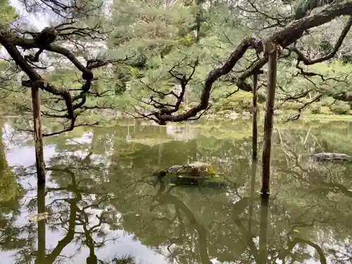 平安神宮の庭園