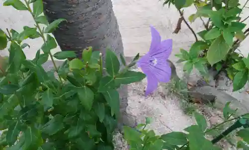 櫛田神社の自然