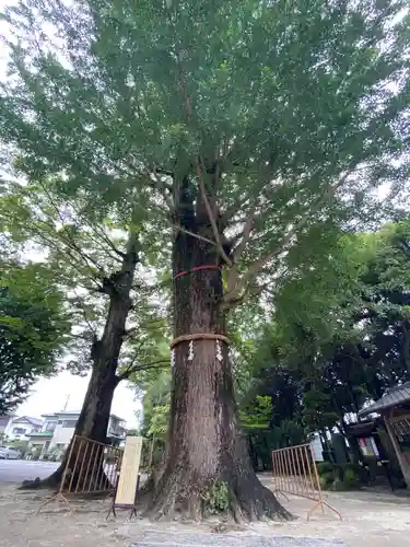 春日部八幡神社の自然