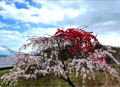諏訪神社の自然
