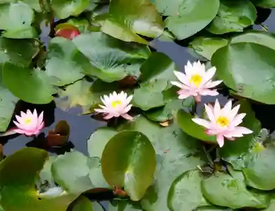 月照寺(島根県)