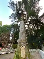 霧島神宮の自然