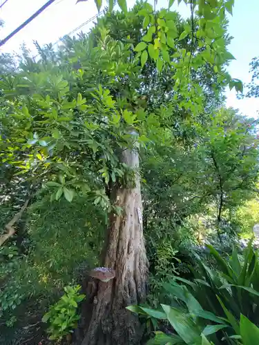越谷香取神社の自然