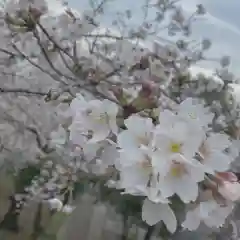 賀茂別雷神社の自然