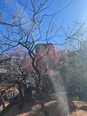 湯島天満宮(東京都)