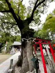 新田神社の自然