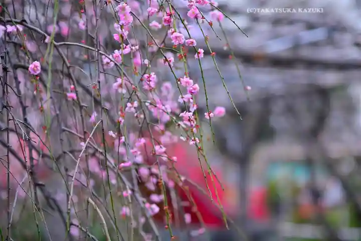 亀戸天神社(東京都)