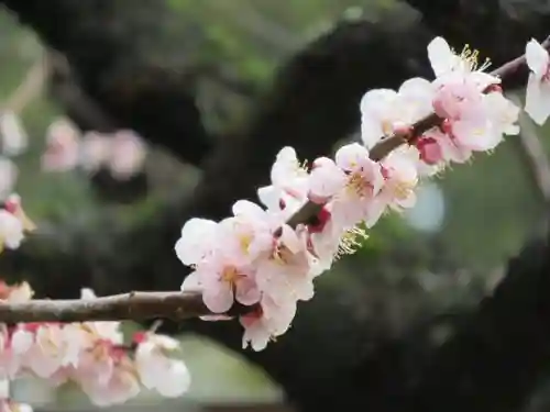 伊勢神宮内宮（皇大神宮）の庭園