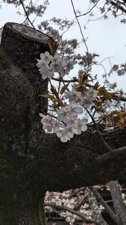 妙傳寺(京都府)