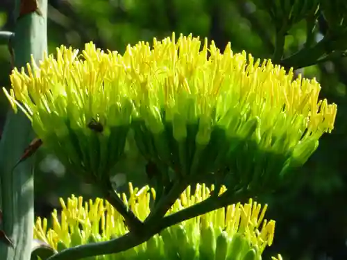 烏森神社(東京都)