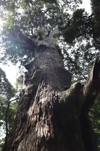 麻賀多神社の自然