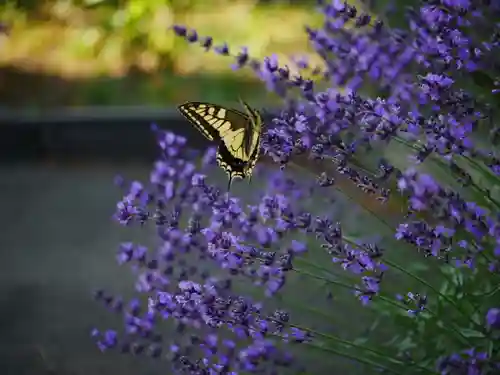 極楽山　浄土寺の動物
