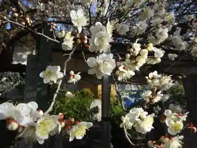 玉眞院玉川大師の自然