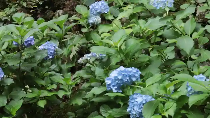 柳谷観音 楊谷寺(京都府)