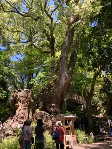 來宮神社(静岡県)