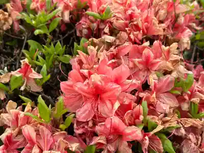 長泉院(埼玉県)