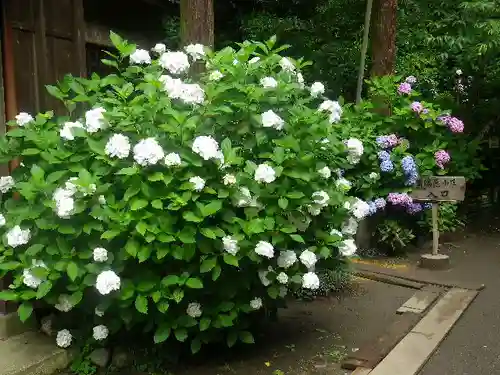 御霊神社の自然
