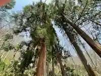 戸隠神社奥社の自然