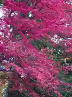 日光東照宮の自然