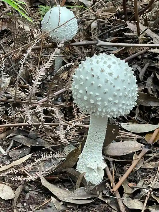 玉野御嶽神社の自然