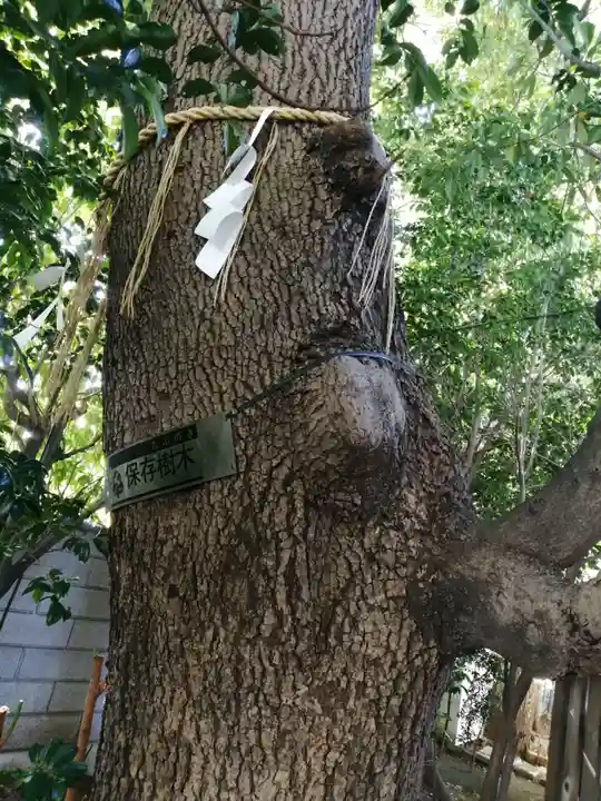 綾瀬稲荷神社の自然