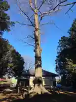 堀兼神社(浅間宮)(埼玉県)