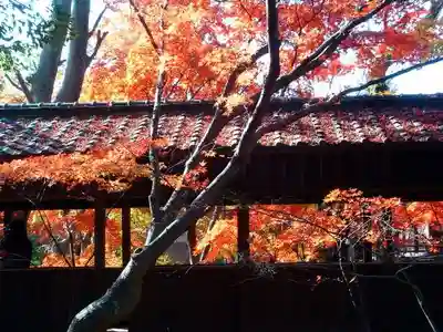 本土寺(千葉県)