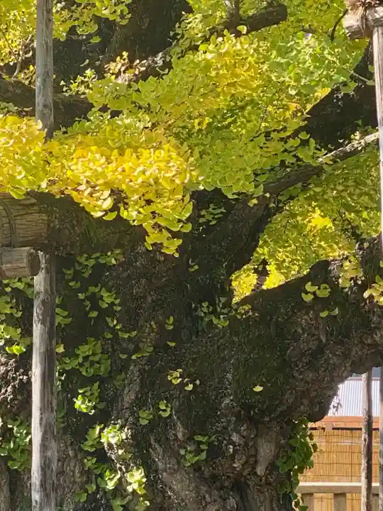 本願寺(西本願寺)(京都府)
