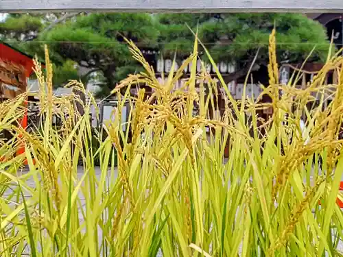 阿部野神社(大阪府)
