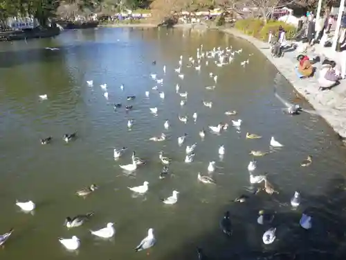 鶴岡八幡宮の動物