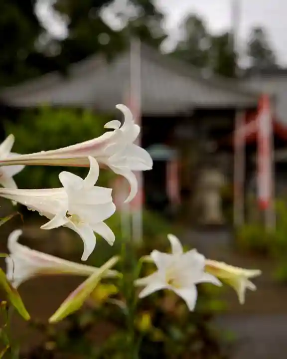 慈光寺(弓田ポックリ不動尊)(茨城県)