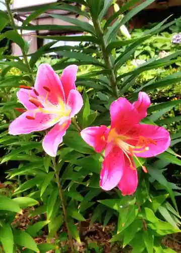 本郷氷川神社(東京都)