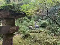 劒神社の動物