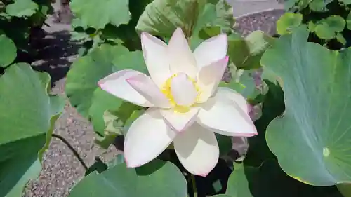 代通寺(静岡県)