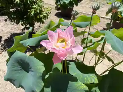 西大寺(奈良県)