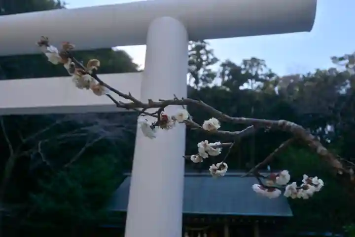 安房神社(千葉県)